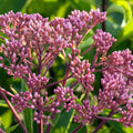 Eupatorium 'Ruby'