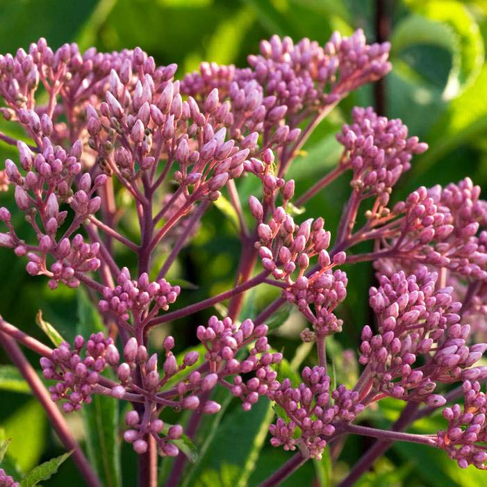 Eupatorium 'Ruby'