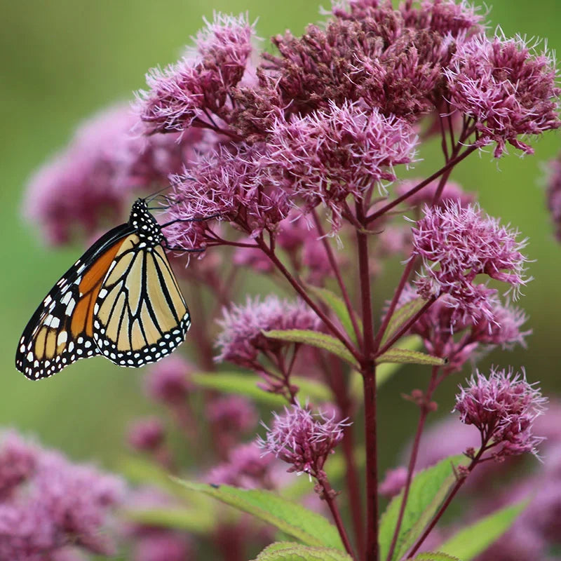 Eupatorium 'Ruby'