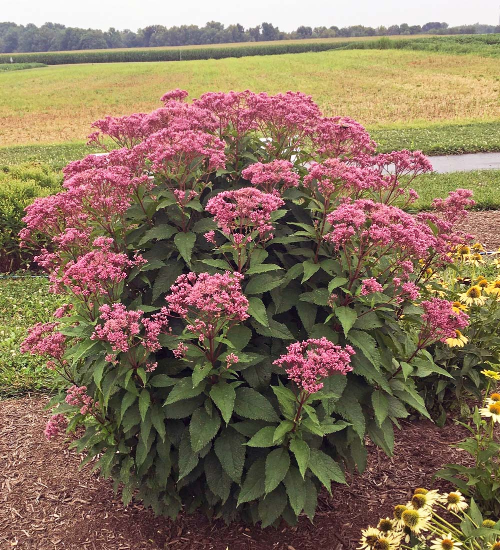 Eupatorium 'Ruby'