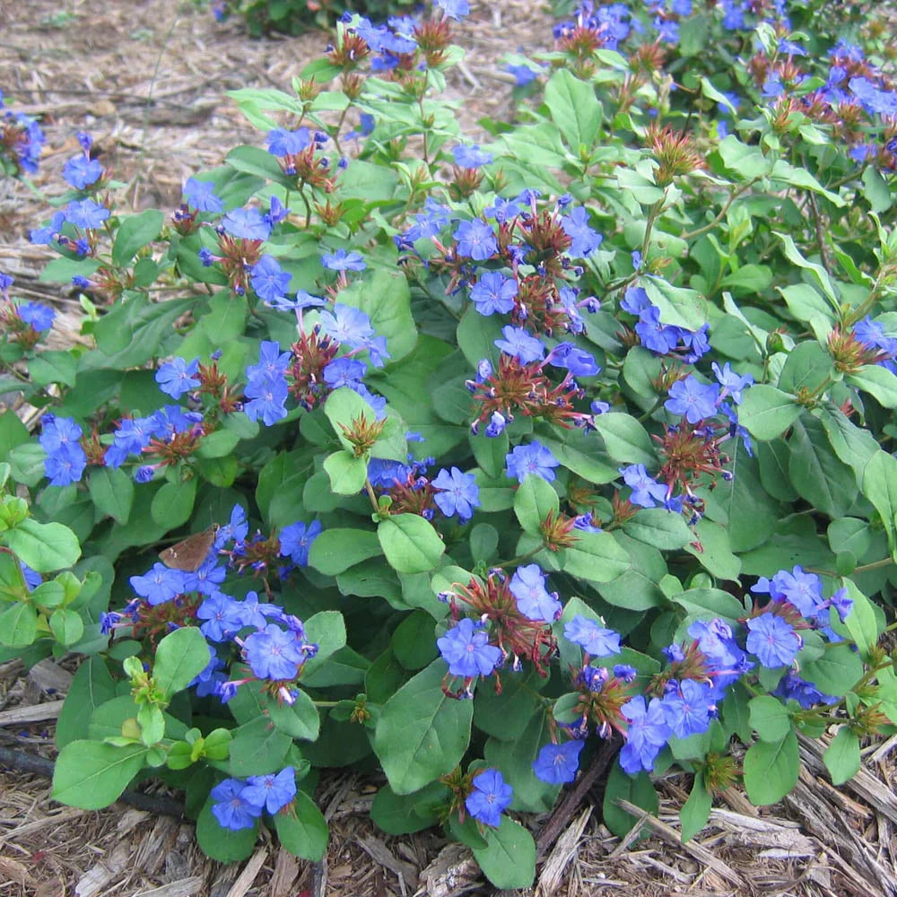 Ceratostigma plumbaginoides