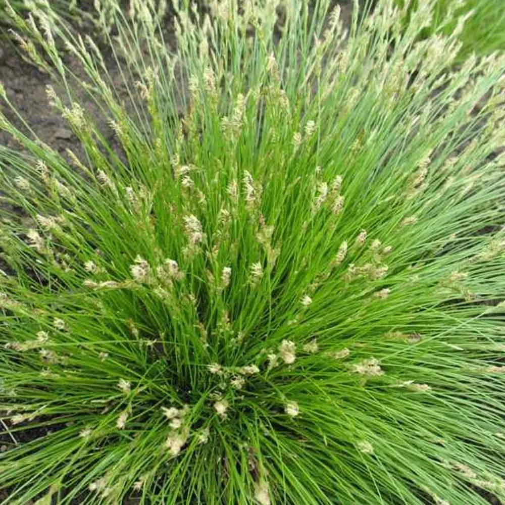 Carex albicans