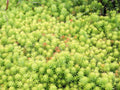 Sedum 'Angelina'