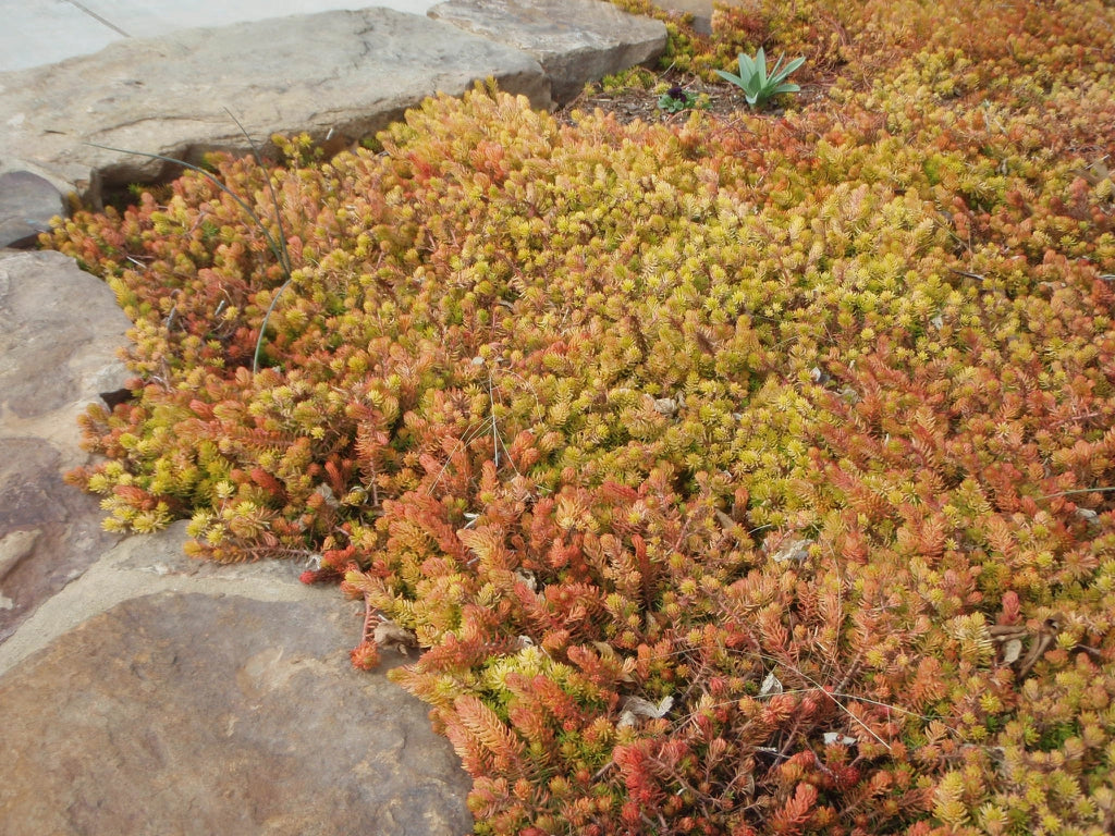 Sedum 'Angelina'