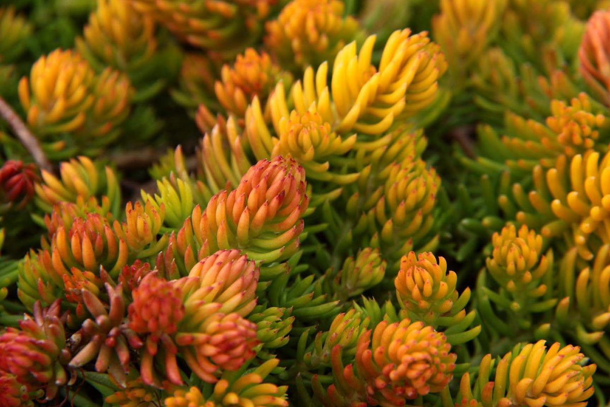 Sedum 'Angelina'