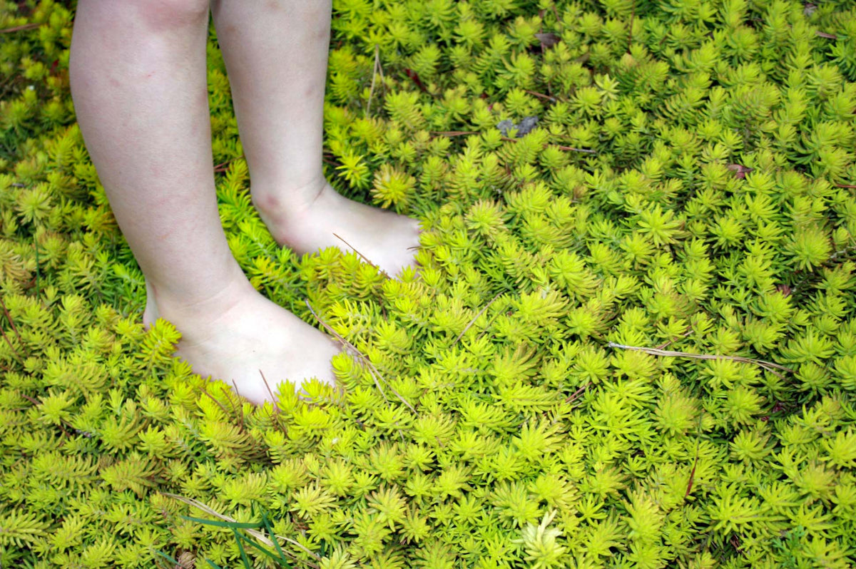 Sedum 'Angelina'