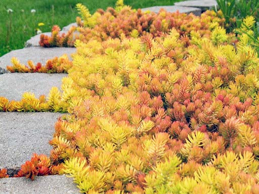 Sedum 'Angelina'