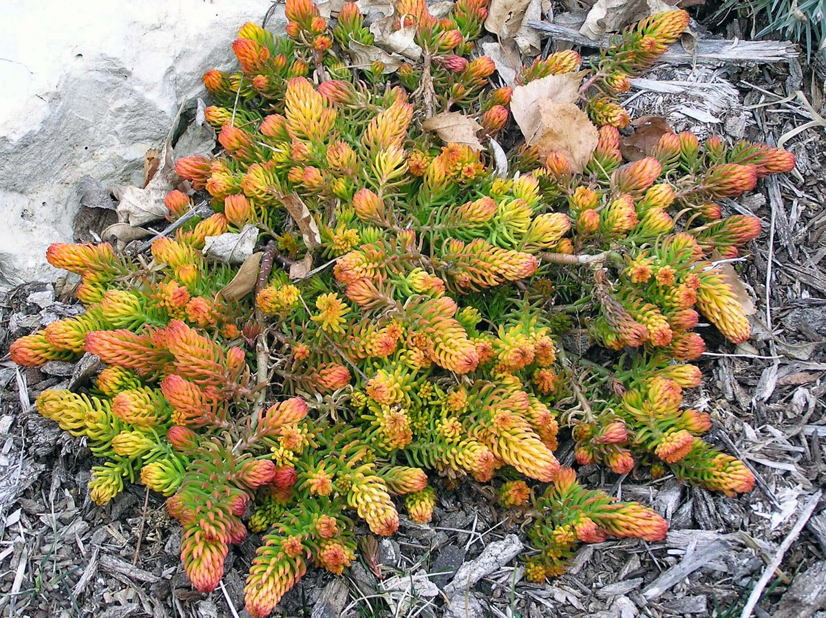 Sedum 'Angelina'