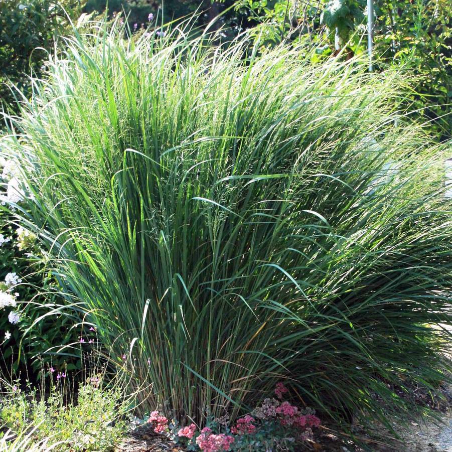 Panicum 'Northwind'