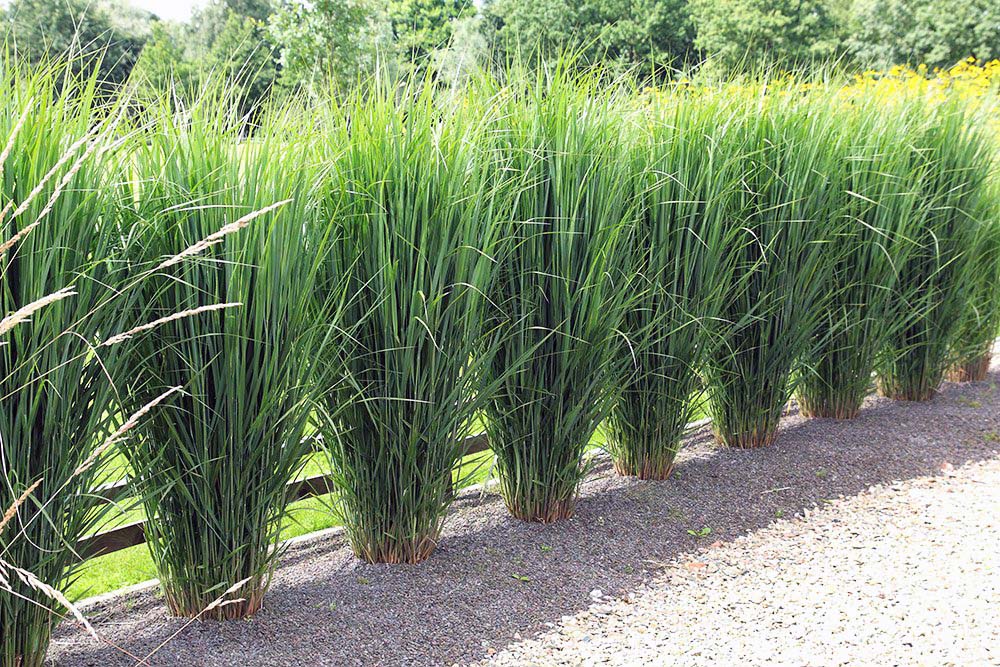 Panicum 'Northwind'