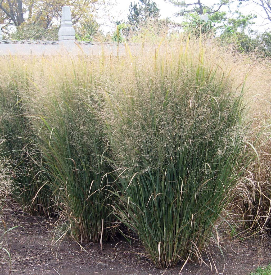 Panicum 'Northwind'