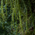 Rhipsalis sp. Porto Alegre Cuttings – Unrooted Epiphytic Cactus, Trailing Houseplant, 4-Inch Live Propagation Clippings