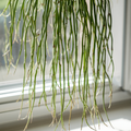Rhipsalis Cassutha Cuttings - 5 Pack - Epiphytic Cactus - Tropical Plant - Easy to Root - Indoor Garden
