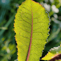 Wild Lettuce Seeds – Heirloom Lactuca virosa – Edible Young Leaves & Medicinal Herb – 20 Seeds
