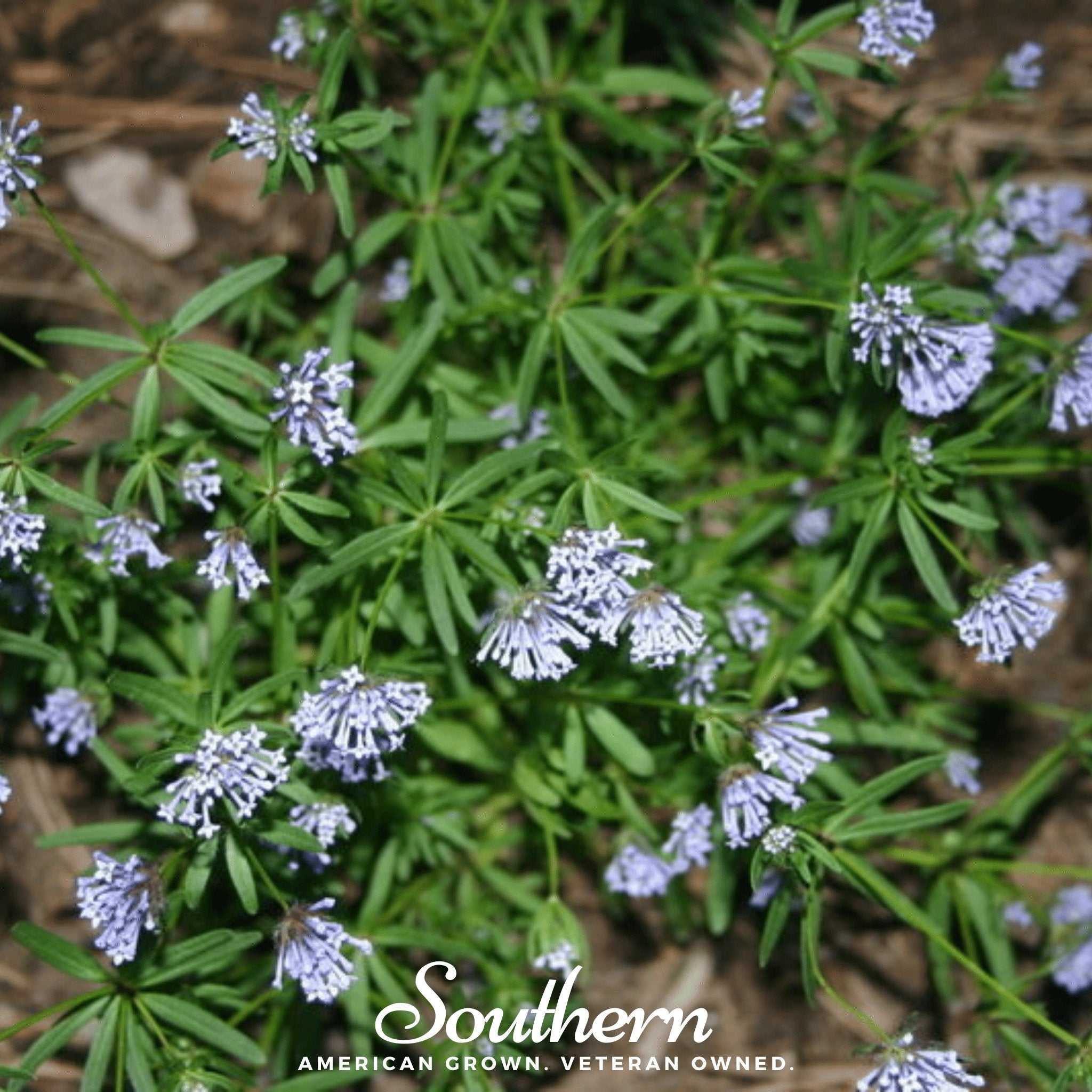 Blue Woodruff – 50 Seeds
