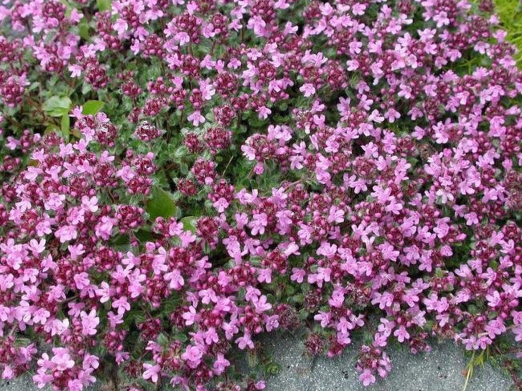 Thyme 'Woolly'