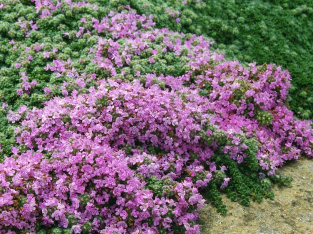 Thyme 'Woolly'