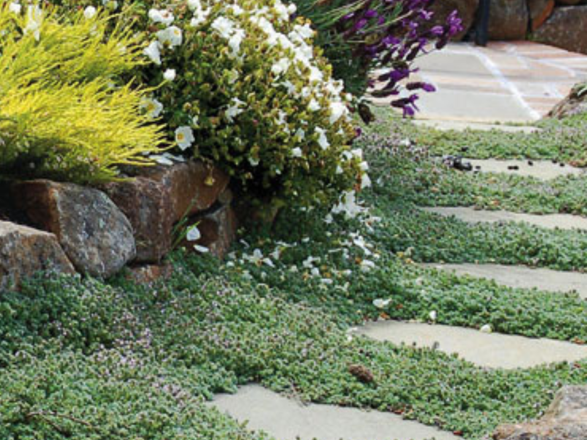 Thyme 'Woolly'