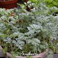 Wormwood Seeds – 200 Heirloom Artemisia absinthium for Herb Garden, Drought-Tolerant Perennial, Silver Foliage, Absinthe Ingredient