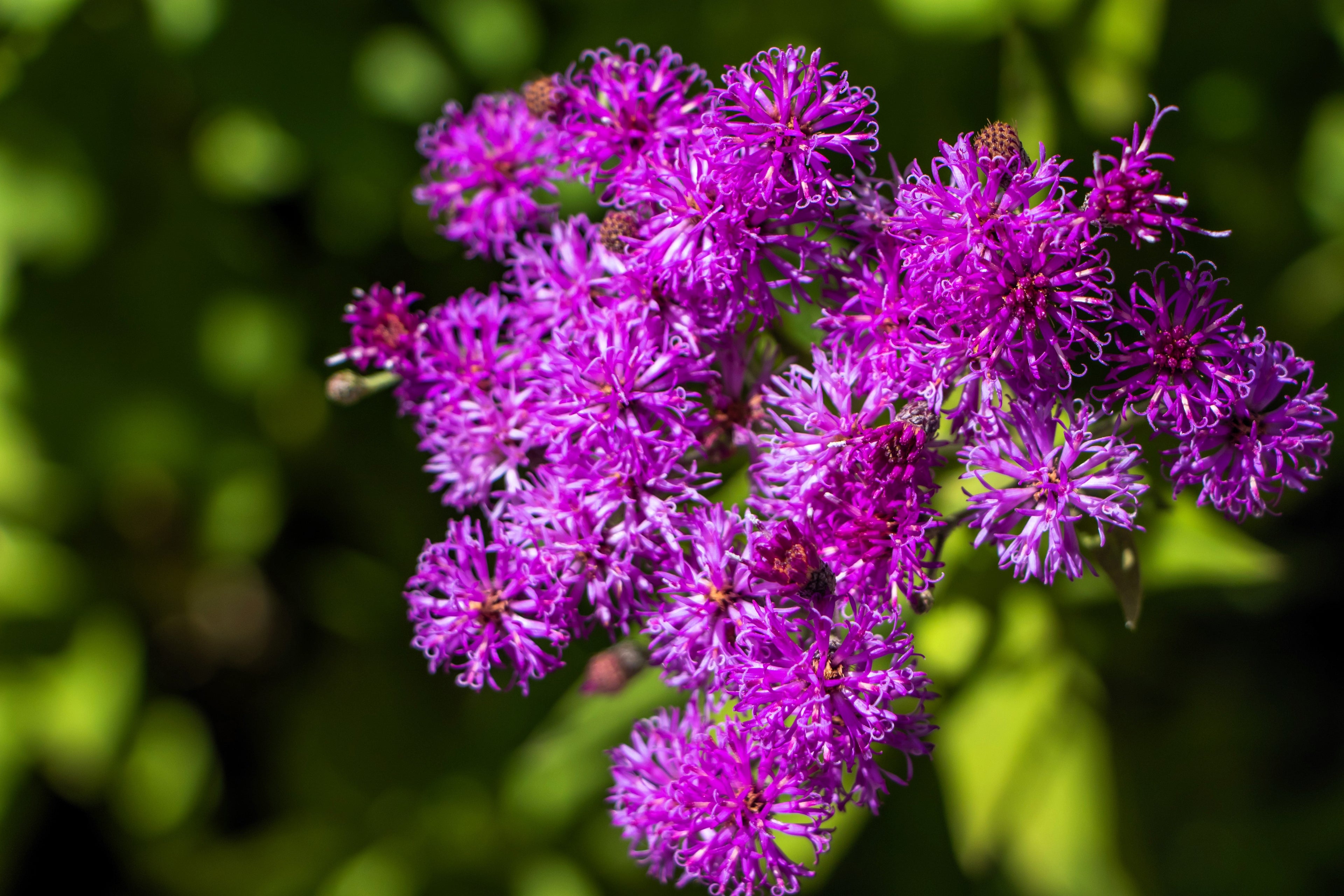 250 PURPLE IRONWEED Prairie Vernonia Fasciculata Flower Seeds