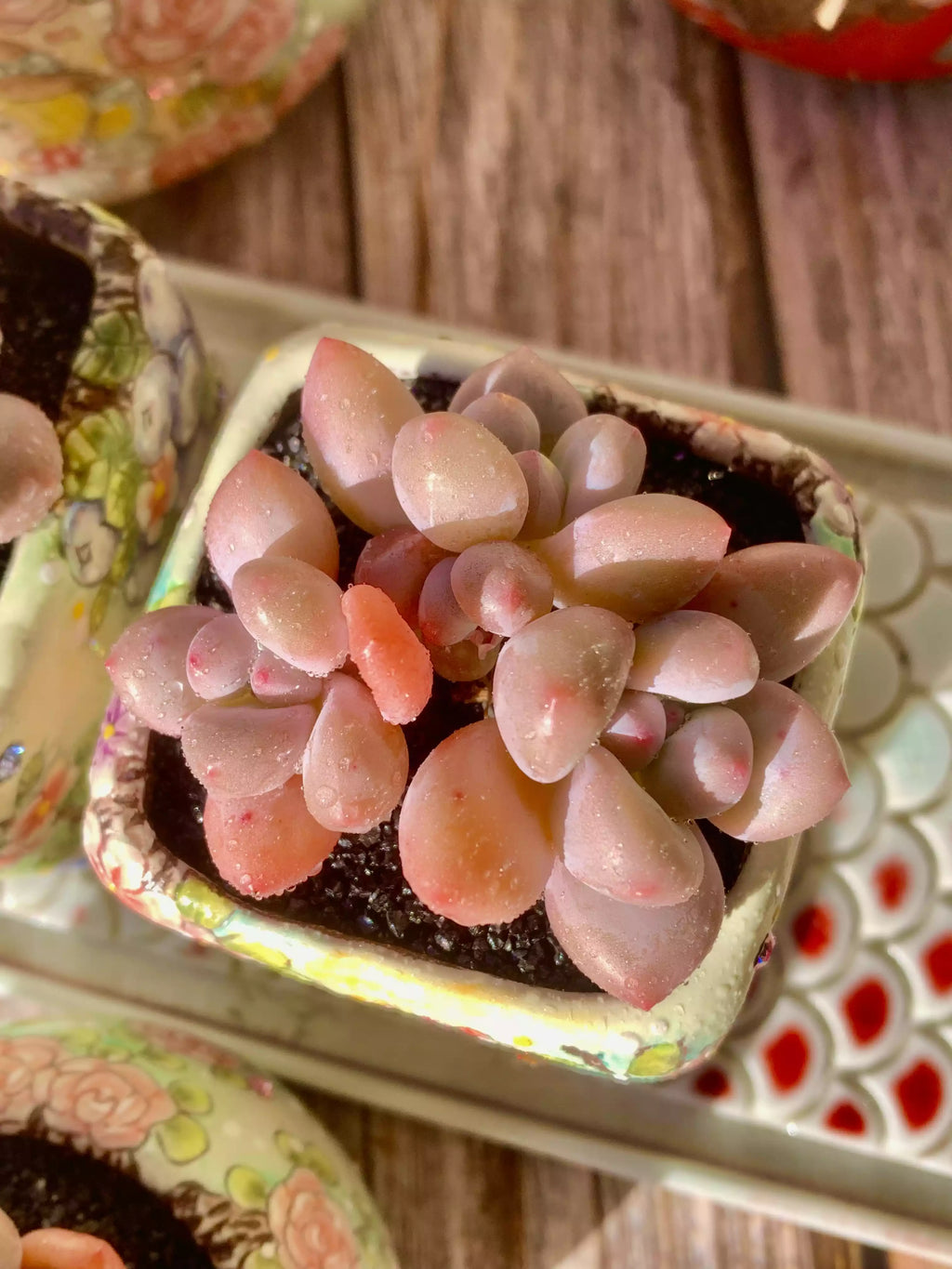 xPachyveria Elaine