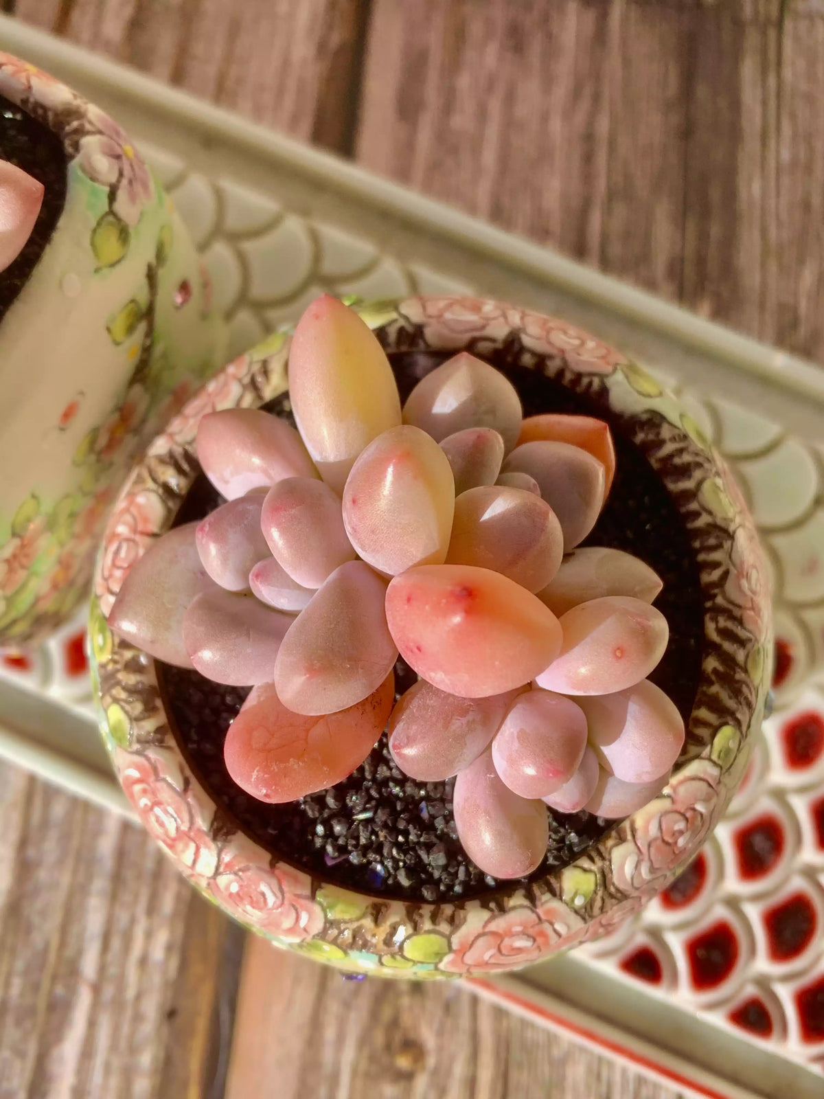 xPachyveria Elaine