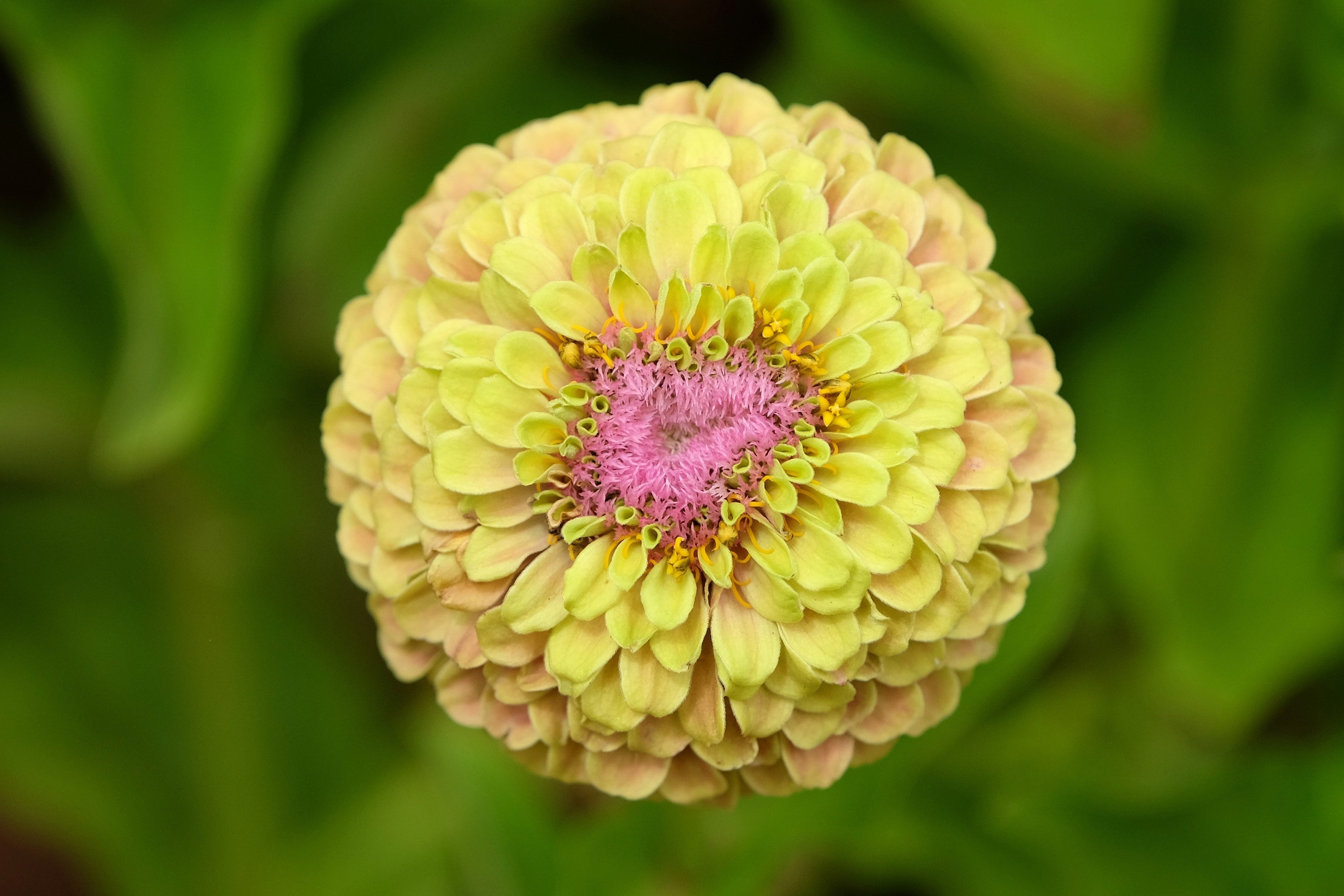 20 Organic QUEENY LIME MIX ZINNIA Elegans Mixed Colors Red Orange Yellow Pink Green Queen Flower Seeds