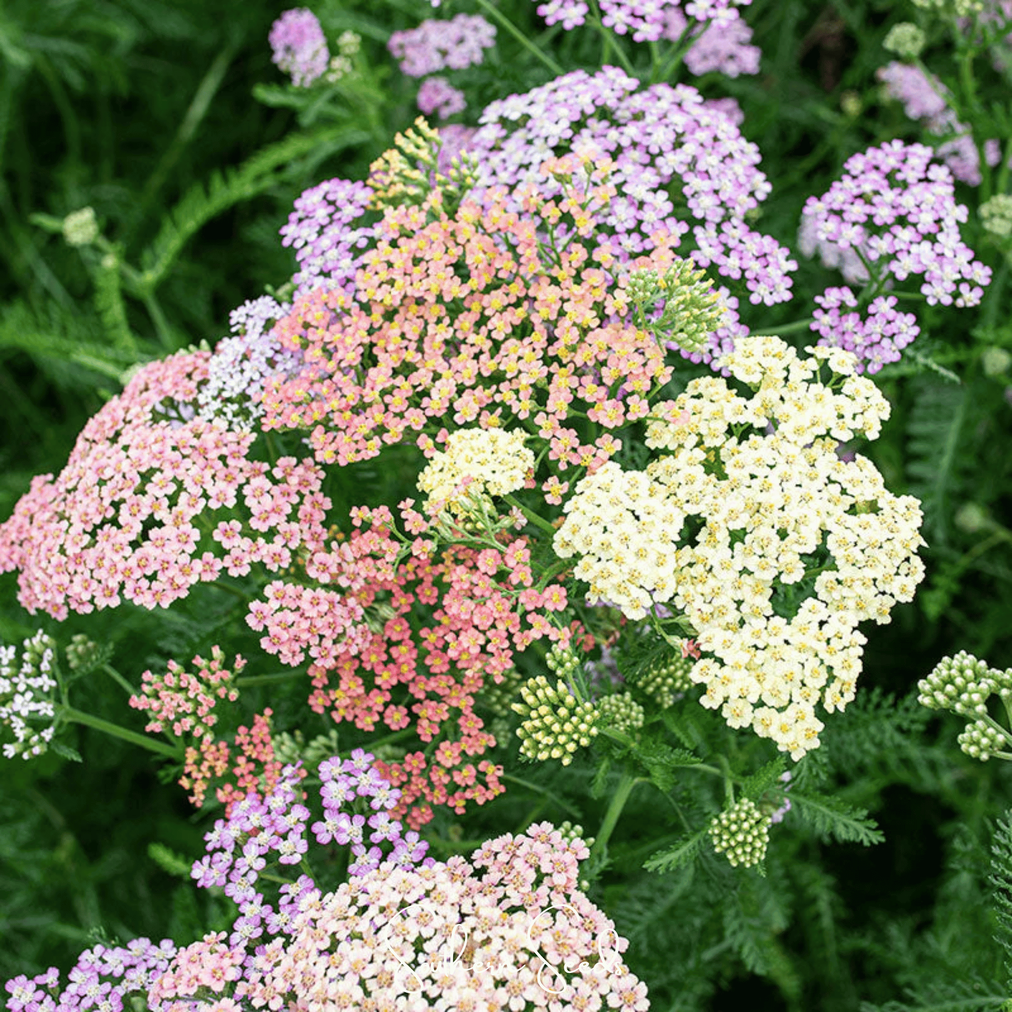 Colorado Yarrow Mix – 50 Seeds