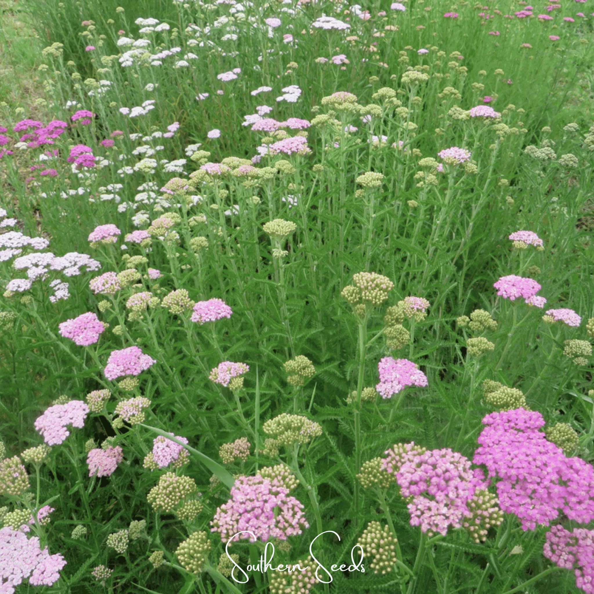 Colorado Yarrow Mix – 50 Seeds