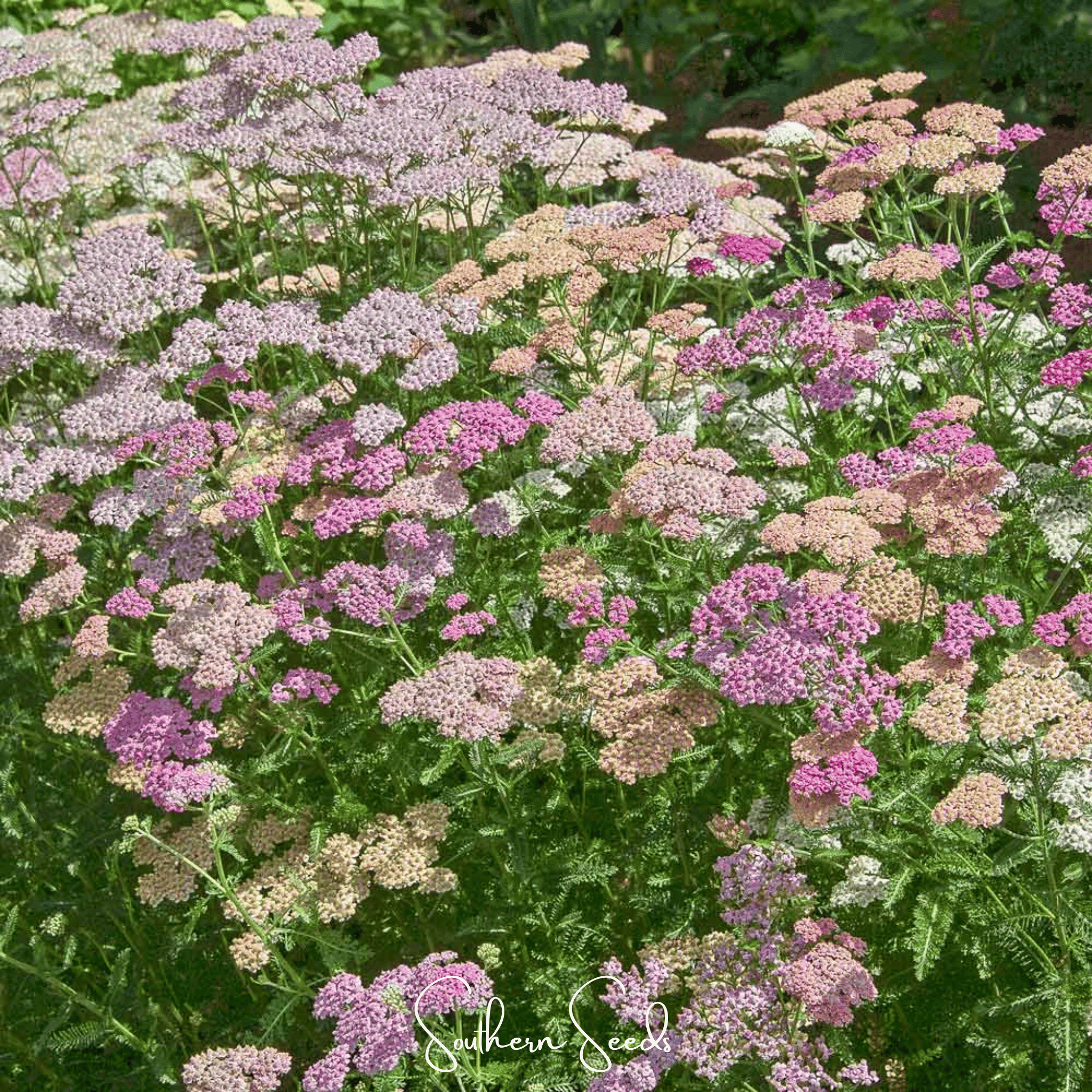 Colorado Yarrow Mix – 50 Seeds
