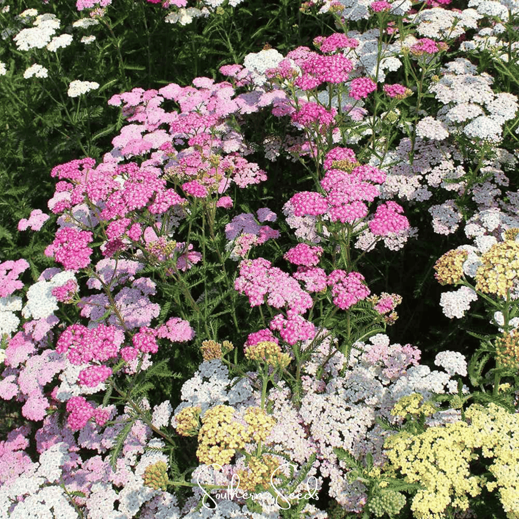 Colorado Yarrow Mix – 50 Seeds