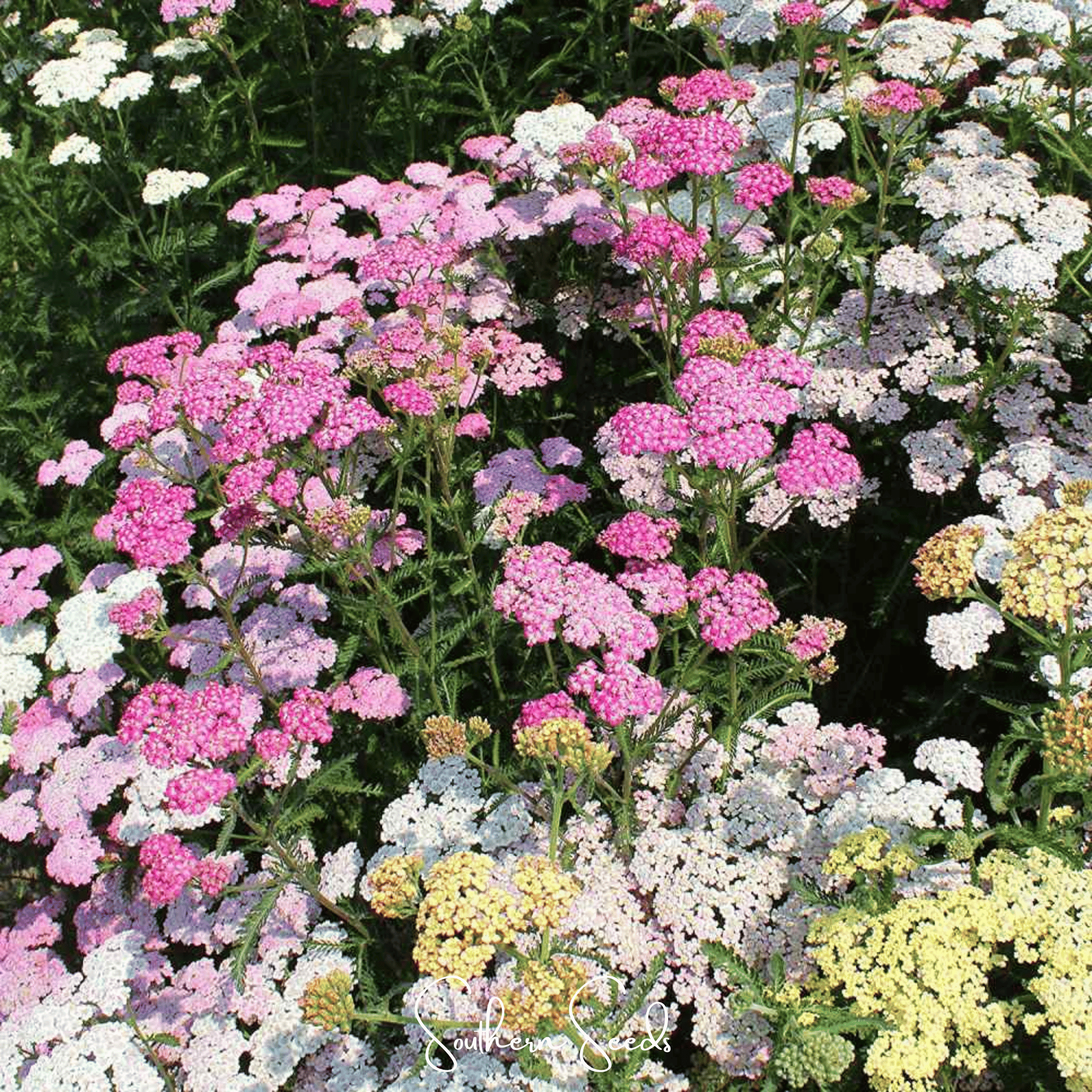 Colorado Yarrow Mix – 50 Seeds
