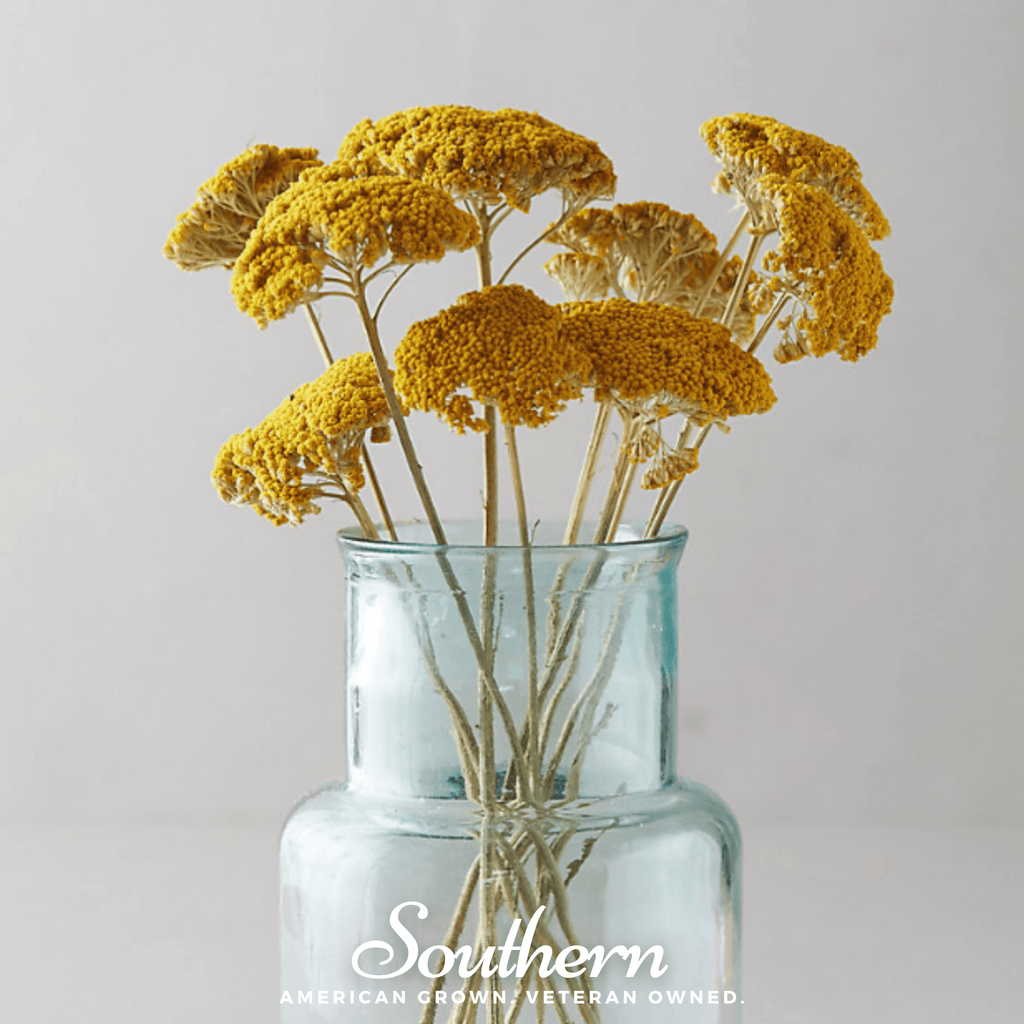 Golden Parker Yarrow – 100 Seeds