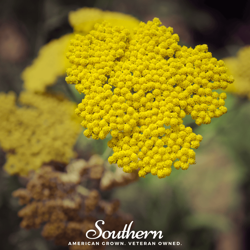 Golden Parker Yarrow – 100 Seeds