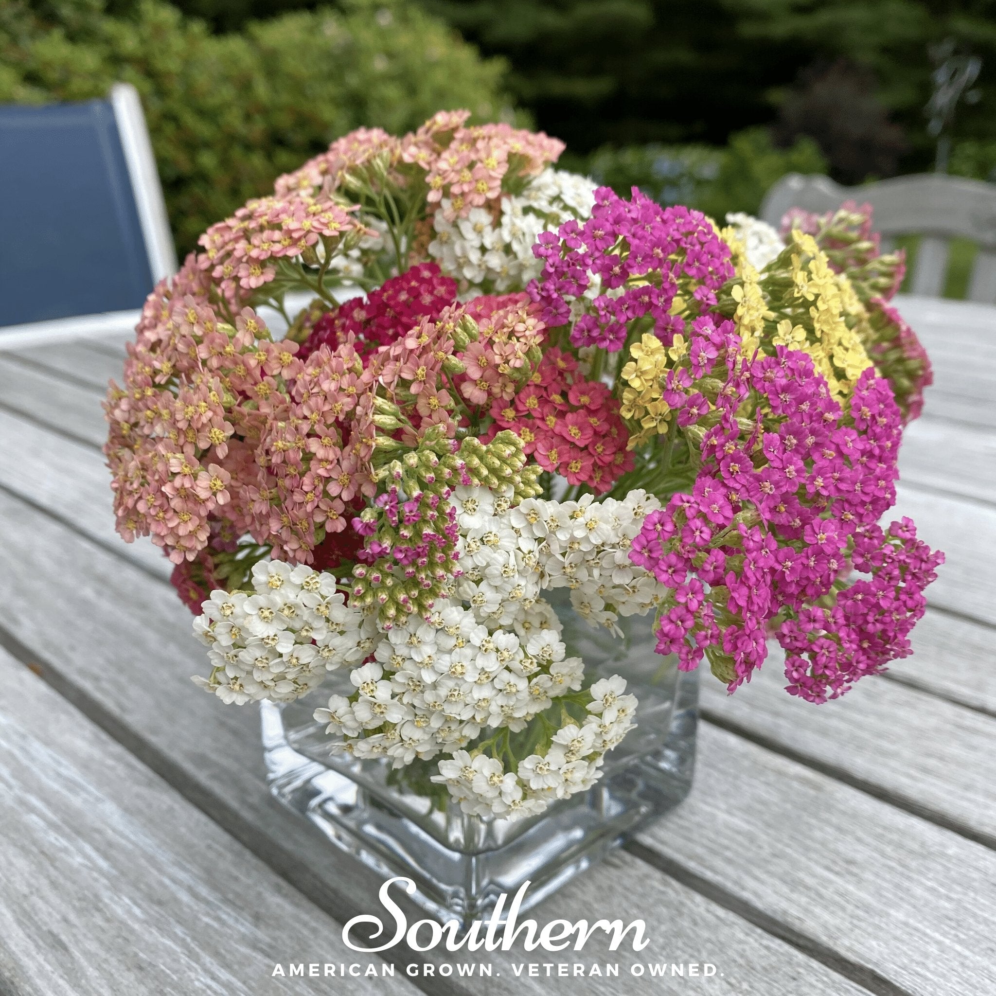 Summer Berries Yarrow Mix – 50 Seeds