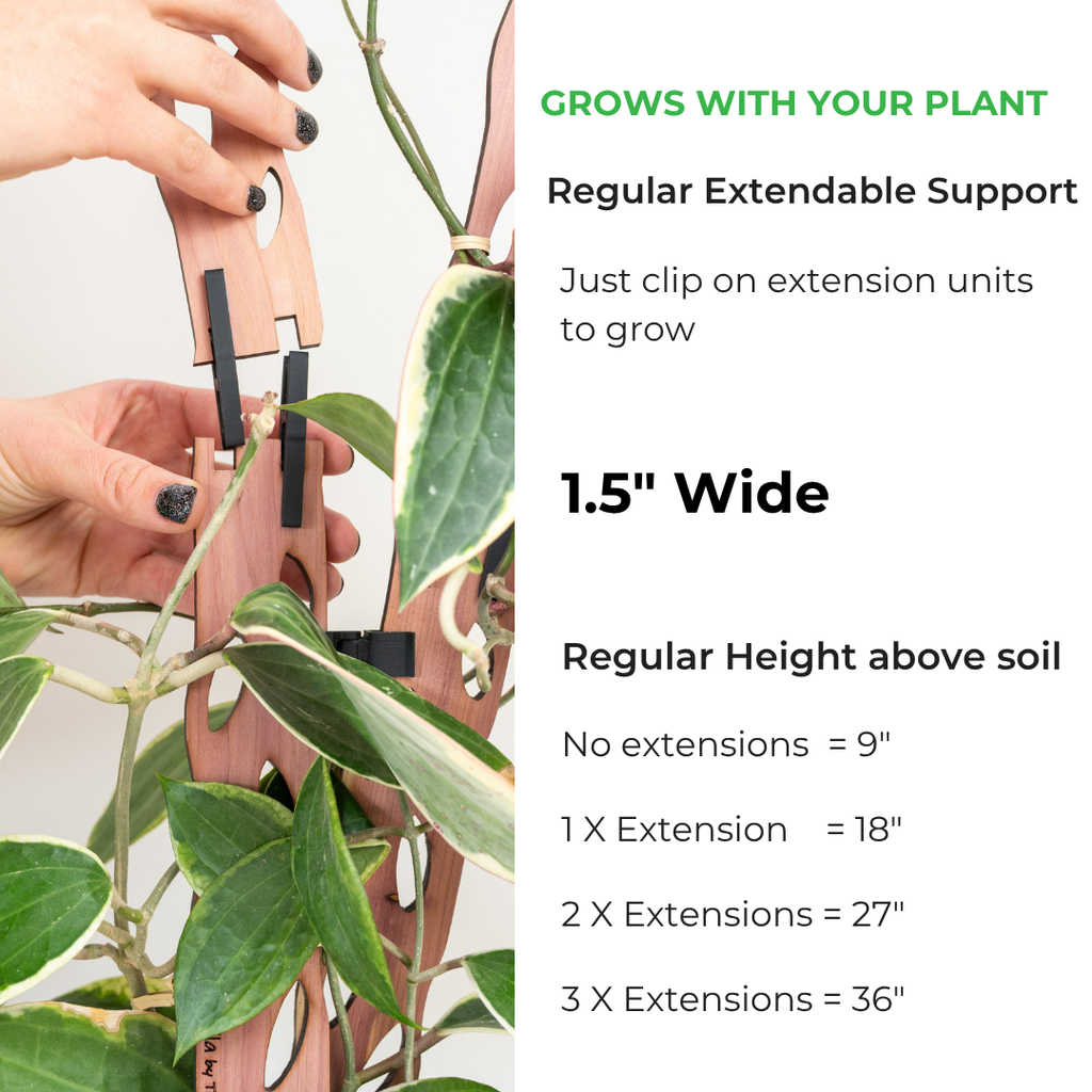 Zella - Wooden Extendable Plant Support