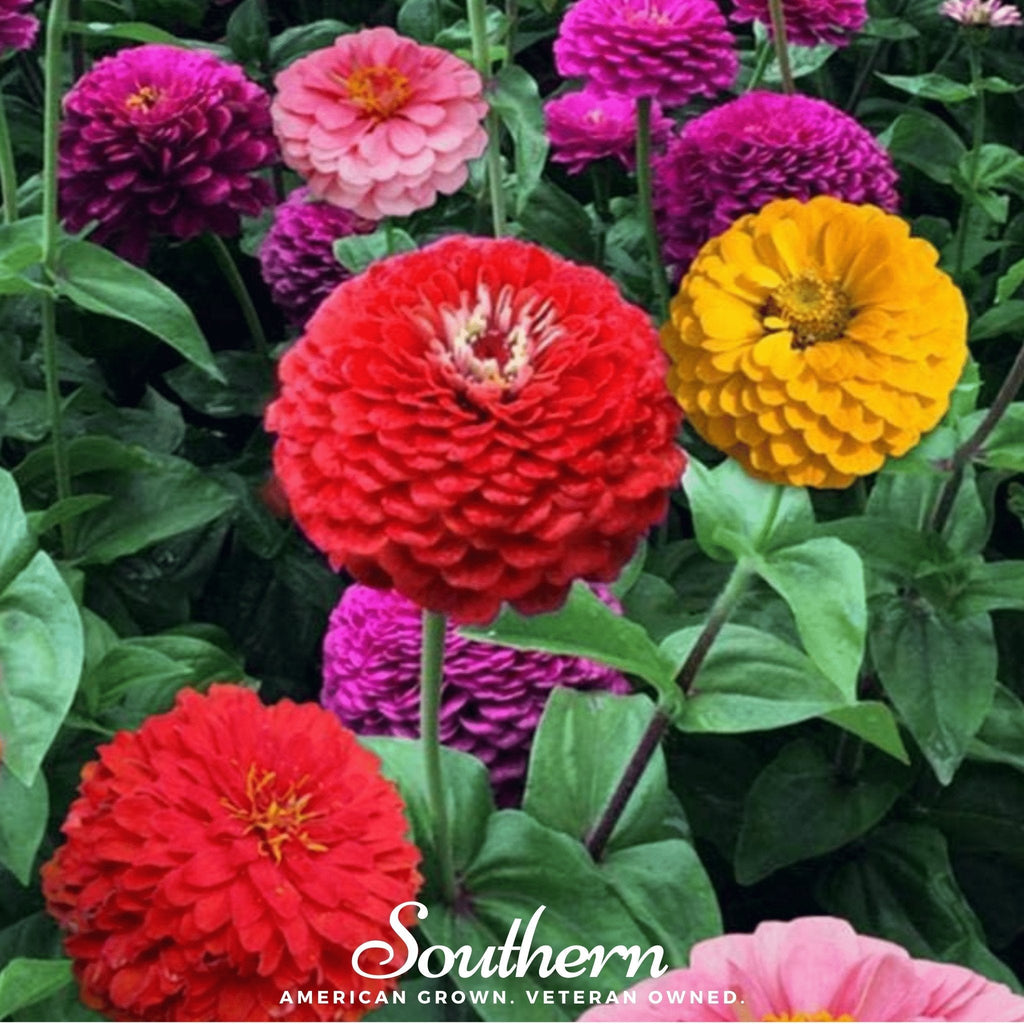 California Giants Zinnia – 100 Seeds