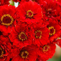 Cherry Queen Zinnia