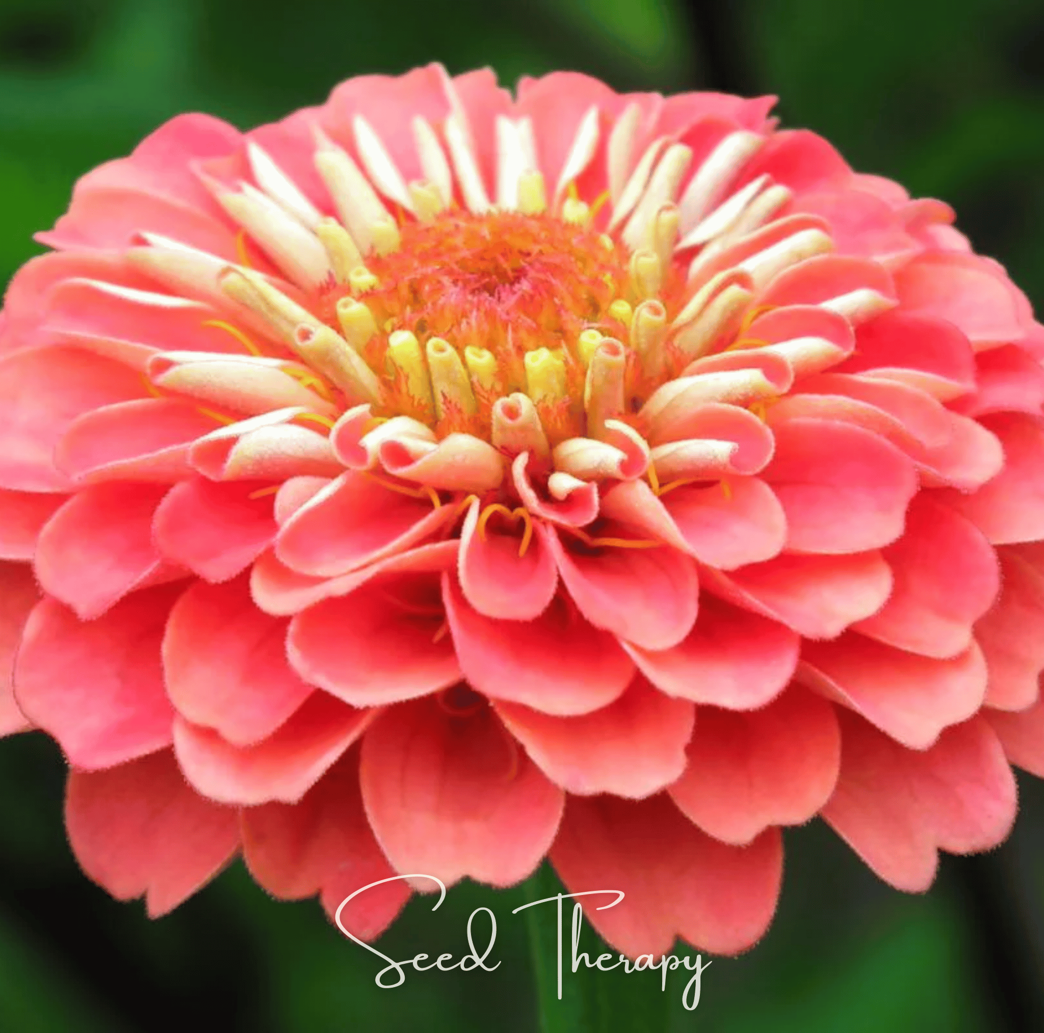 Coral Zinnia – 100 Seeds