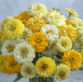Lemon Meringue Zinnia Seeds – Heirloom Mix for Cutting Gardens, Pollinators, Bright White Yellow Green Flowers, 100 Seeds