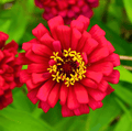 Meteor Zinnia – 100 Seeds