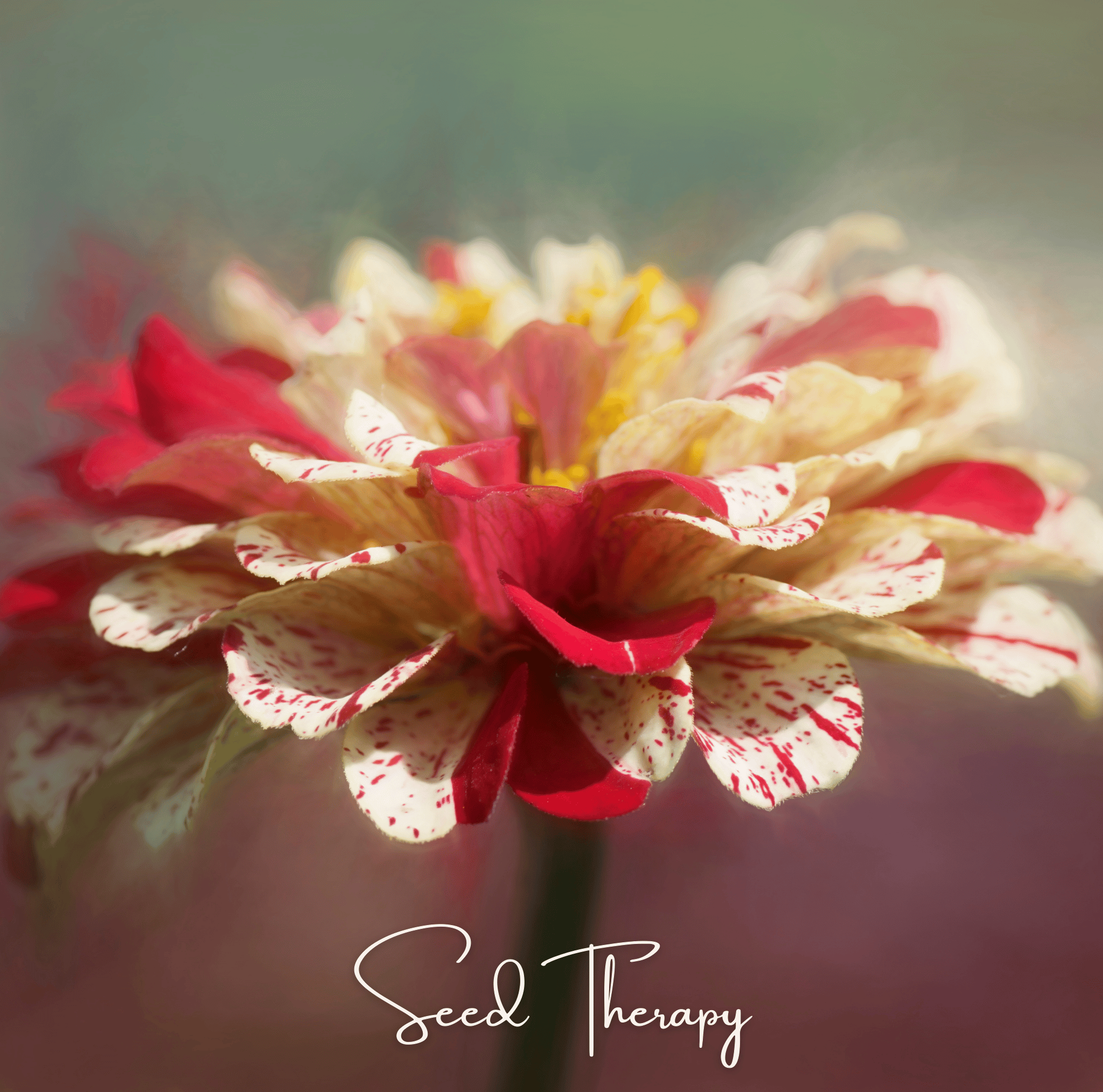 Peppermint Stick Zinnia – 50 Seeds