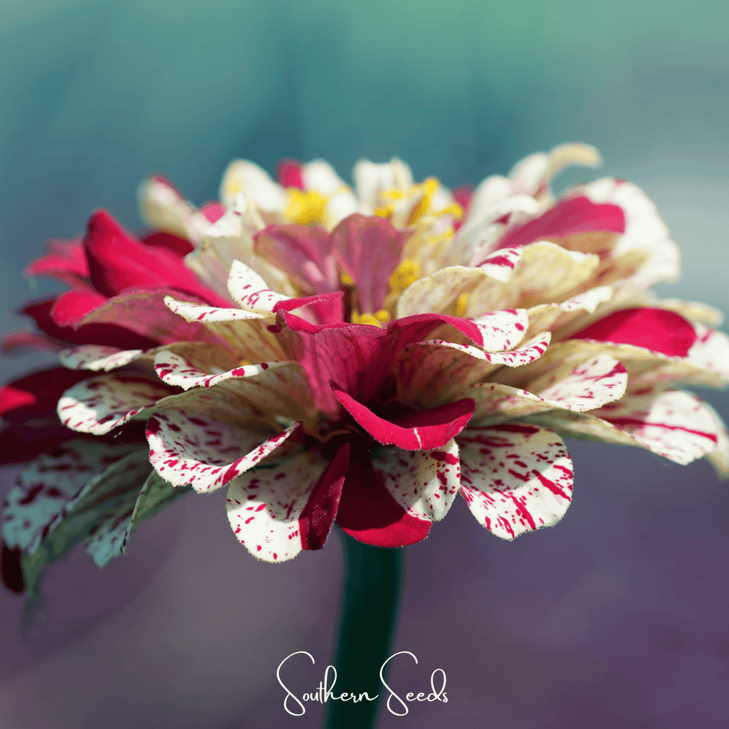 Peppermint Stick Zinnia – 50 Seeds